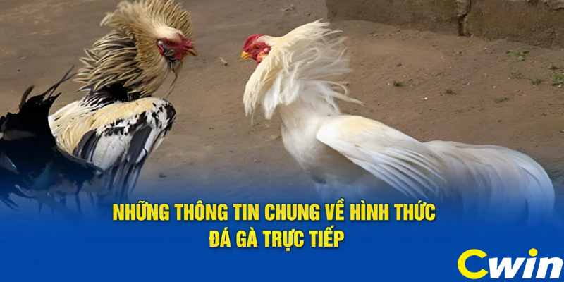 Gà chọi Cúp C1 là gì